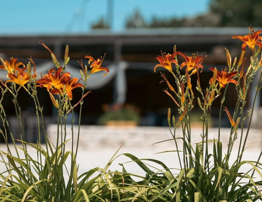 Κτήμα Αξιού Θέασις -Δεξίωση Γάμου- Θεσσαλονίκη